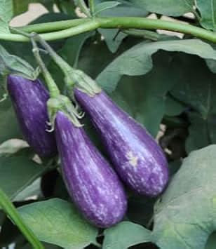 Blue Eggplant Seeds for Planting