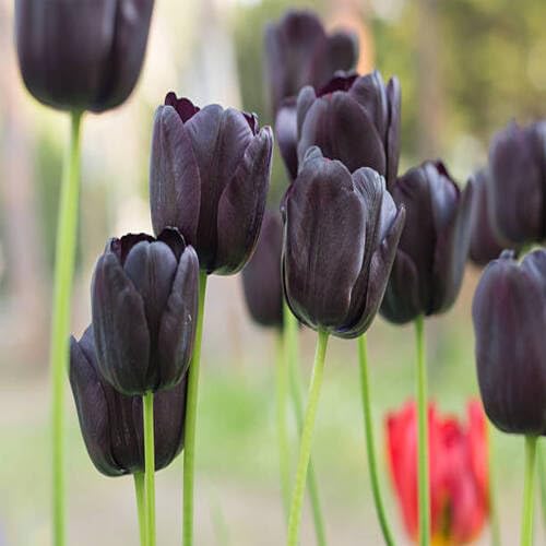 Giant Tulip Flower Black - Heirloom, Non - Gmo Seeds