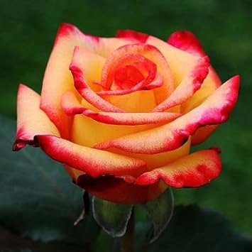 Orange Yellow Rose Plant Seeds for Planting Non-GMO Heirloom Garden Seeds for Growing for planting in home garden