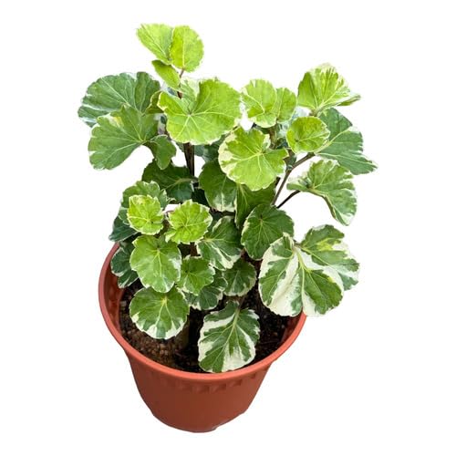 Scutellaria Green - Heirloom, Non - Gmo Seeds