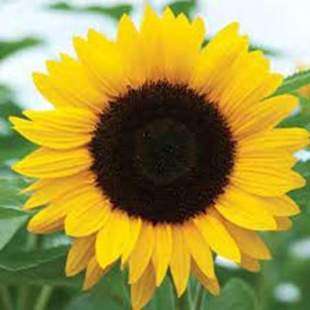 Sunflower Flower