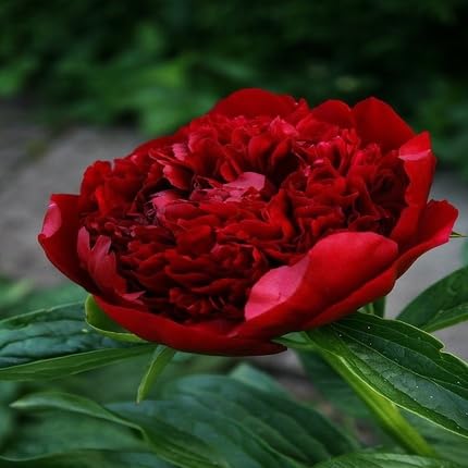 Peony Flower - Heirloom, Non - Gmo Seeds