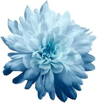 Chrysanthemum Flower Seeds Sky Blue for Planting - NON GMO Seeds Dhara Seeds