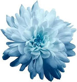 Chrysanthemum Flower Seeds Sky Blue for Planting - NON GMO Seeds Dhara Seeds