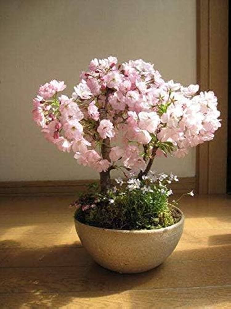 Sakura Prunus Serrulata Mini Pink Flower Seeds for Planting – Perfect for Bonsai Displays and Small Garden Spaces