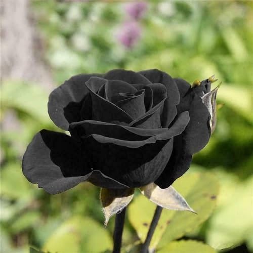 Black Rose Flower - Heirloom, Non - Gmo Seeds