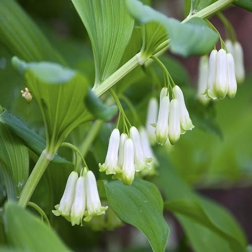 White Polygonatum Canaliculatum Flower - Heirloom, Non - Gmo Seeds