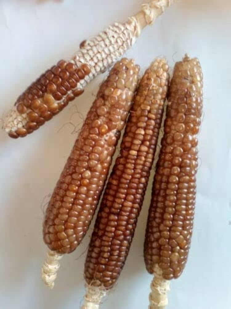 Sorvanets F1 Cucumber Seeds – Disease-Resistant and High-Yielding