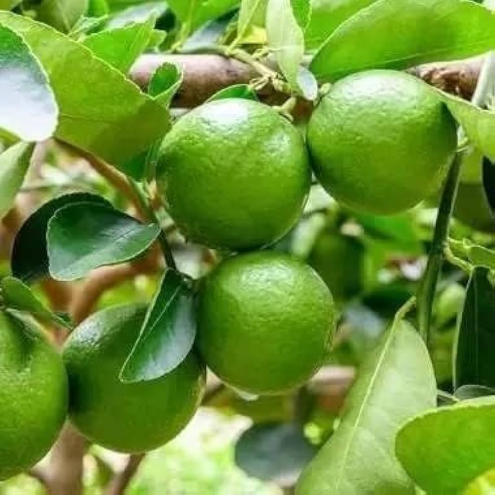 Lemon Citrus Limon Rainbow Tree Seeds for Planting – Great for Tropical Garden and Decorative Indoor Pots