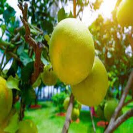Yellow Pomelo Fruit