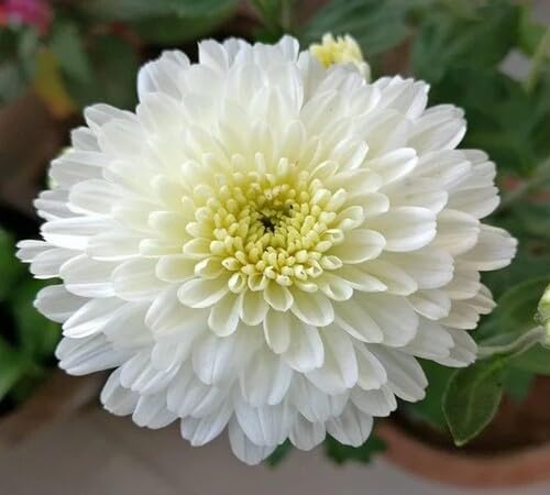White Chrysanthemum Flower