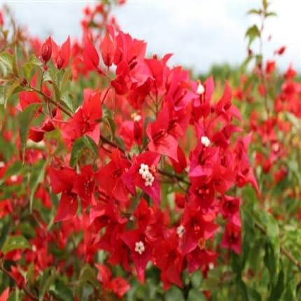 Red Bougainvillea Flower - Heirloom, Non - Gmo Seeds