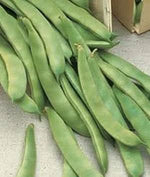 Green Romano Pole Bean Phaseolus vulgaris seeds for trellis garden planting