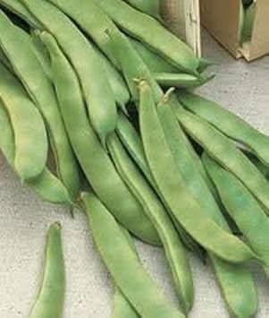 Green Romano Pole Bean Phaseolus vulgaris seeds for trellis garden planting
