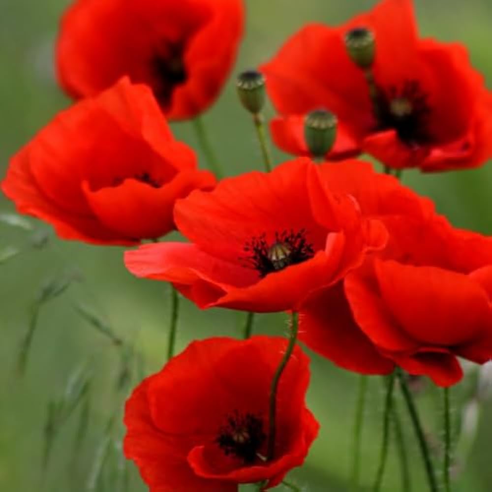 Poppy Seeds for Planting Papaver somniferum for wildflower gardens and meadows