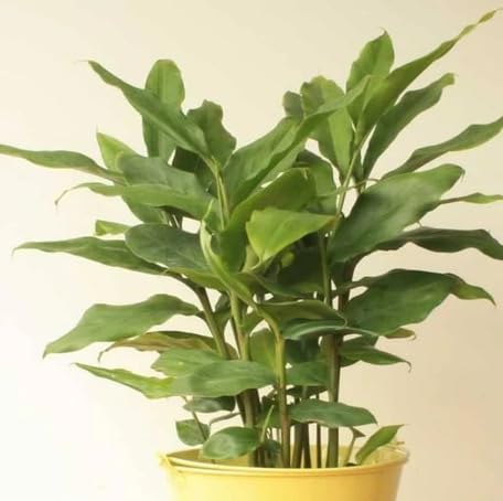 Green Cardamom - Heirloom, Non - Gmo Seeds