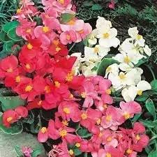 Begonia Mixed Flower Seeds for Planting - NON GMO Seeds Dhara Seeds
