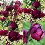 Yulan Magnolia Tulip Flower Seeds for Planting – Heirloom, Non-GMO, Beautiful Blooms Dhara Seeds