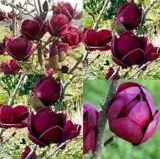Yulan Magnolia Tulip Flower Seeds for Planting – Heirloom, Non-GMO, Beautiful Blooms Dhara Seeds