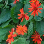 Confusus Mexico Flower Seeds for Planting - 100 Dhara Seeds