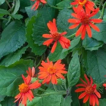 Confusus Mexico Flower Seeds for Planting - 100 Dhara Seeds