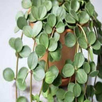 Green Peperomia Tetraphylla