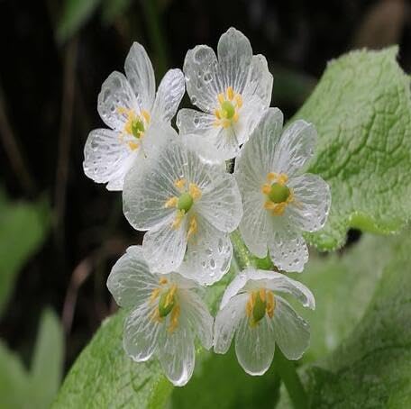 White Diphylleia Grayi Flower