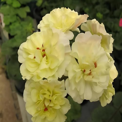Geranium Flower Yellow - Heirloom, Non - Gmo Seeds