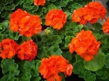 Geranium Orange Flower Garden Seeds for Planting - NON GMO Seeds Dhara Seeds