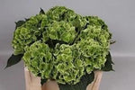 Dark Green Hydrangea Flower Planting Seeds for Garden NON GMO Seeds Dhara Seeds