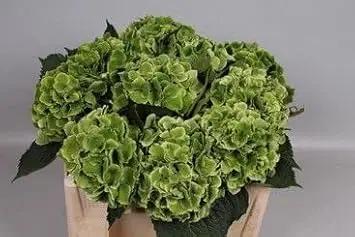 Dark Green Hydrangea Flower Planting Seeds for Garden NON GMO Seeds Dhara Seeds