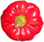 Giant Sweet Pepper Capsicum annuum for planting in home garden