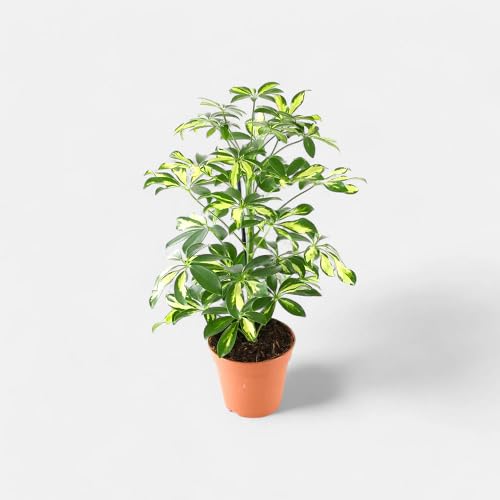 Green Schefflera - Heirloom, Non - Gmo Seeds