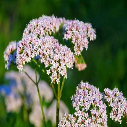White Valerian Flower - Heirloom, Non - Gmo Seeds