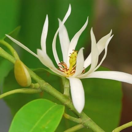 Michelia Flower - Heirloom, Non - Gmo Seeds