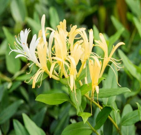 Yellow White Lonicera Flower