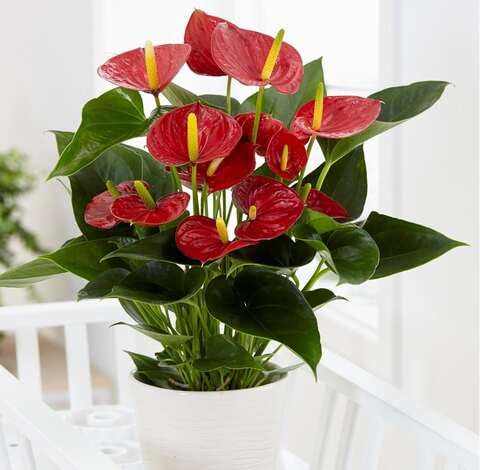 Red Anthurium - Heirloom, Non - Gmo Seeds