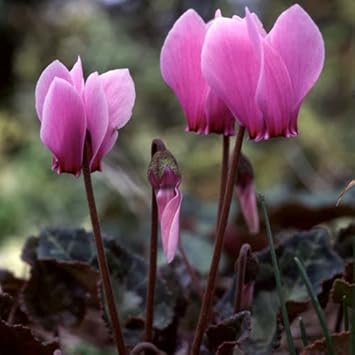 Cyclamen Flower - Heirloom, Non - Gmo Seeds