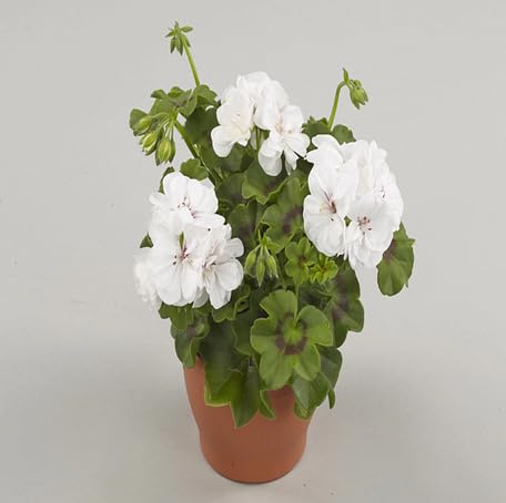 White Geranium Flower - Heirloom, Non - Gmo Seeds