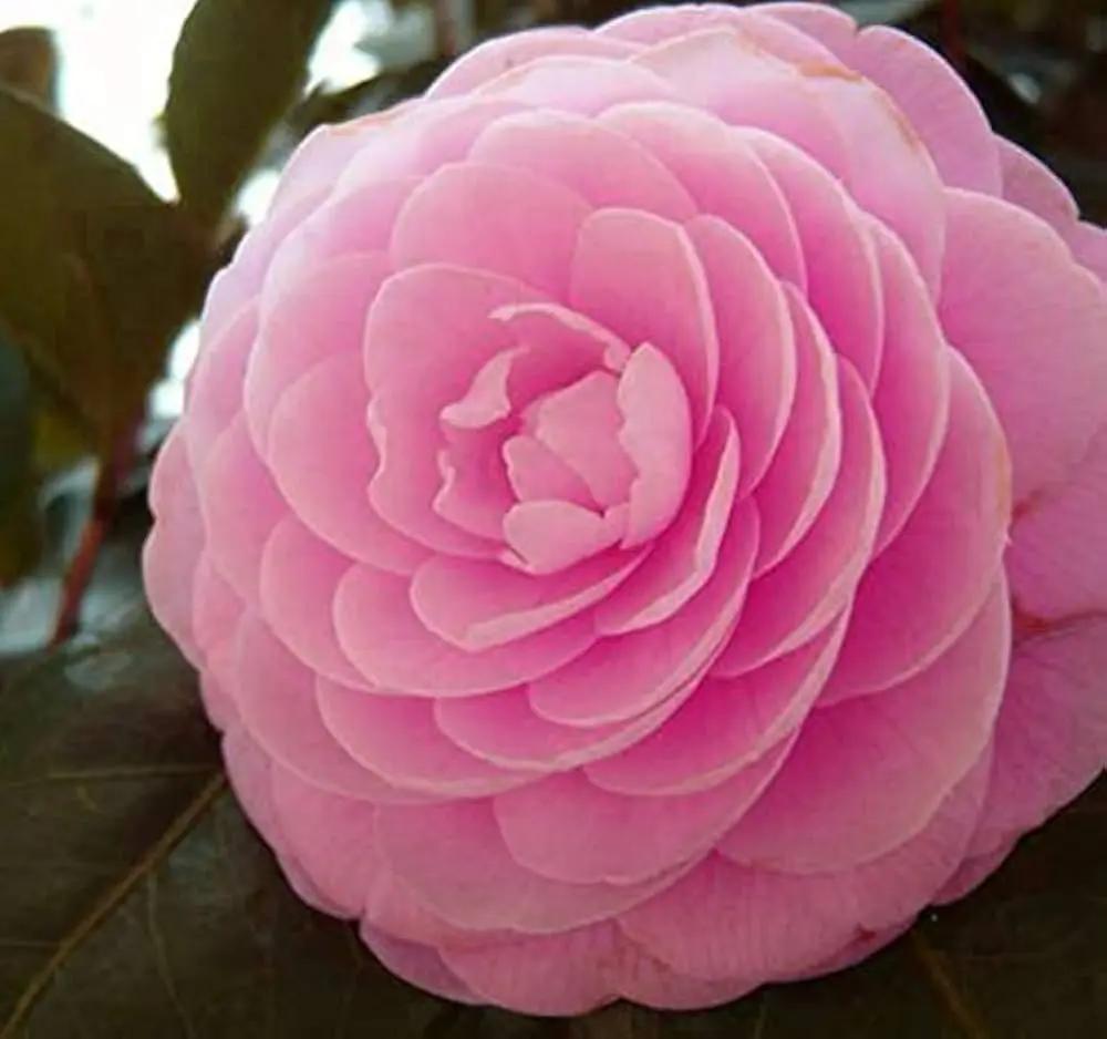 Heirloom Camellia Flower Seeds – Non-GMO Seeds for Planting Beautiful Garden Blooms for planting in home garden