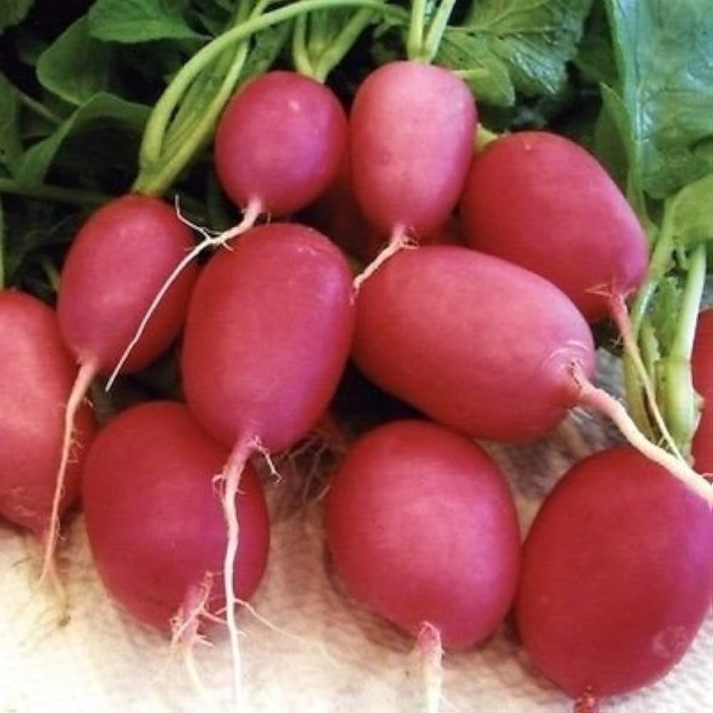 Radish Raphanus Sativus Lady Slipper Vegetable Seeds for Planting – Mild and Crisp Variety for Kitchen Garden Harvest