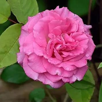 Dhara Seeds Zephirine Drouhin Rose Plant Seeds