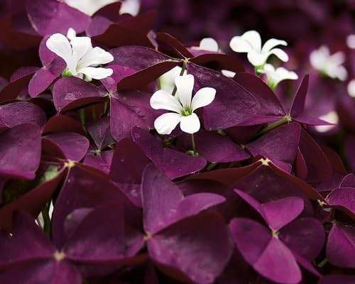 Purple Oxalis - Heirloom, Non - Gmo Seeds