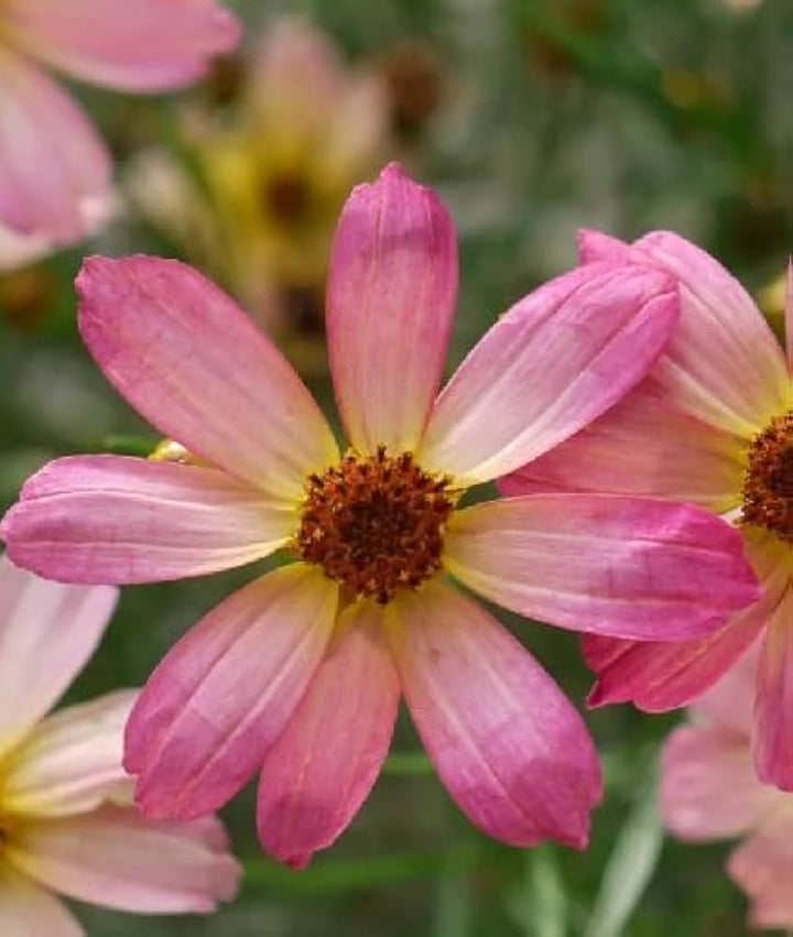 Pink Coreopsis Flower Seeds – Heirloom, Non-GMO Flower Seeds for Planting
