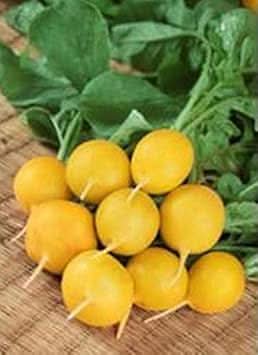 Radish Seeds for Planting Yellow