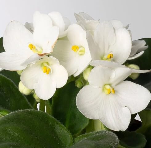 White Saintpaulia Flower