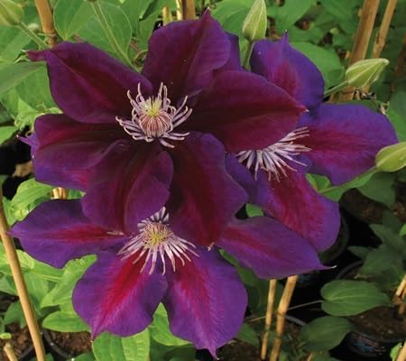 Clematis Flower - Heirloom, Non - Gmo Seeds