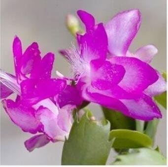Violet Schlumbergera Flower Seeds - 100 pcs for planting in your garden.