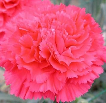 Organic Pink Caryophyllus Flower Seeds for Planting – Heirloom, Non-GMO for planting in your garden.