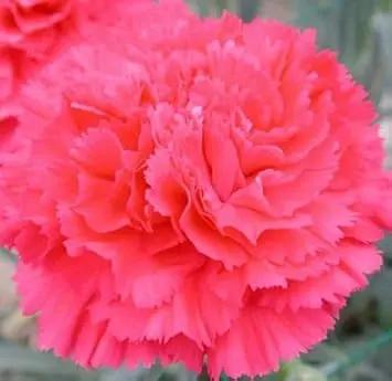 Pink Dianthus Caryophyllus Flower Planting Seeds for Garden NON GMO Seeds Dhara Seeds